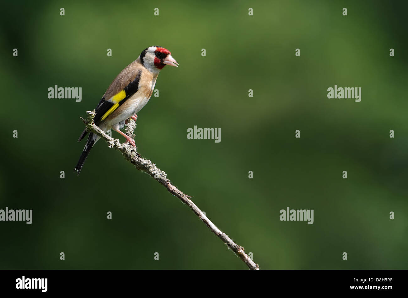 Europäische Goldfinch Stockfoto