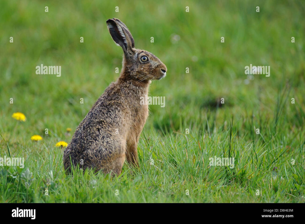 Feldhase Lepus Europaeus, Niedersachsen, Deutschland Stockfoto