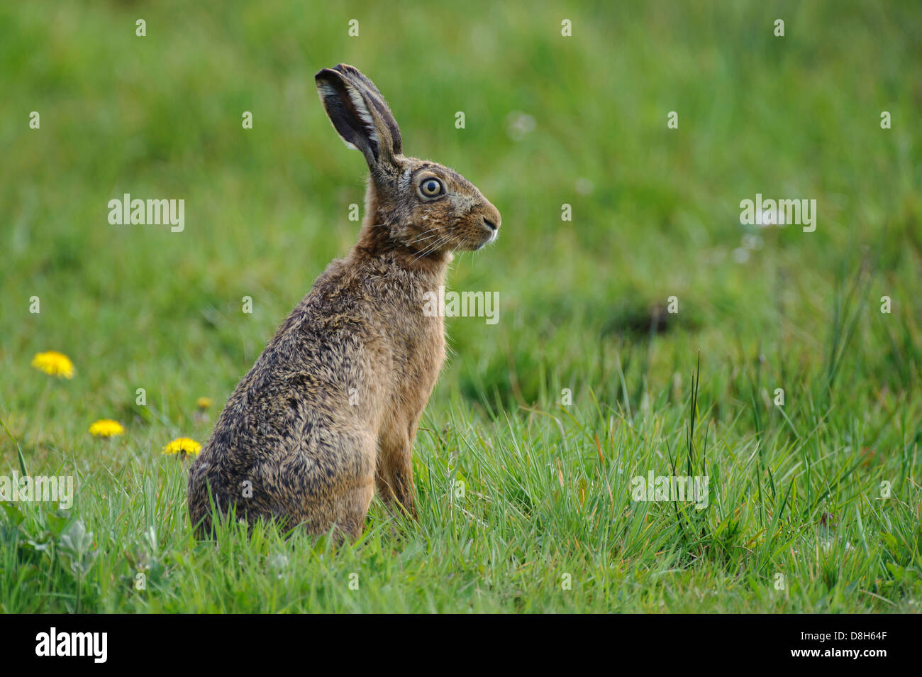 Feldhase Lepus Europaeus, Niedersachsen, Deutschland Stockfoto