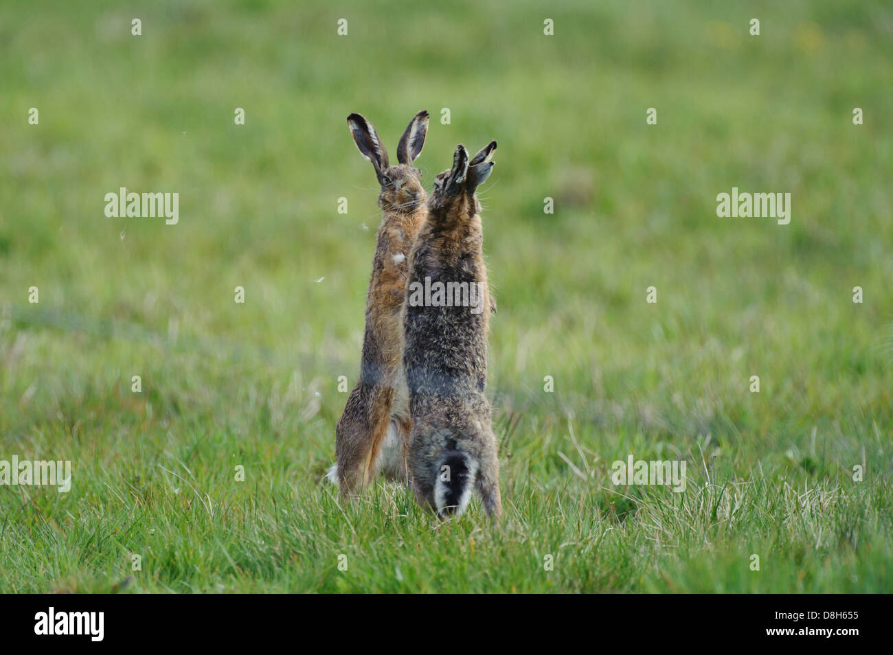 Feldhasen kämpfen, Lepus Europaeus, Niedersachsen, Deutschland Stockfoto
