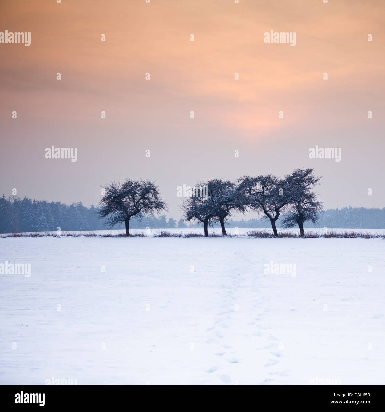 Bäume am Rand des Feldes im winter Stockfoto
