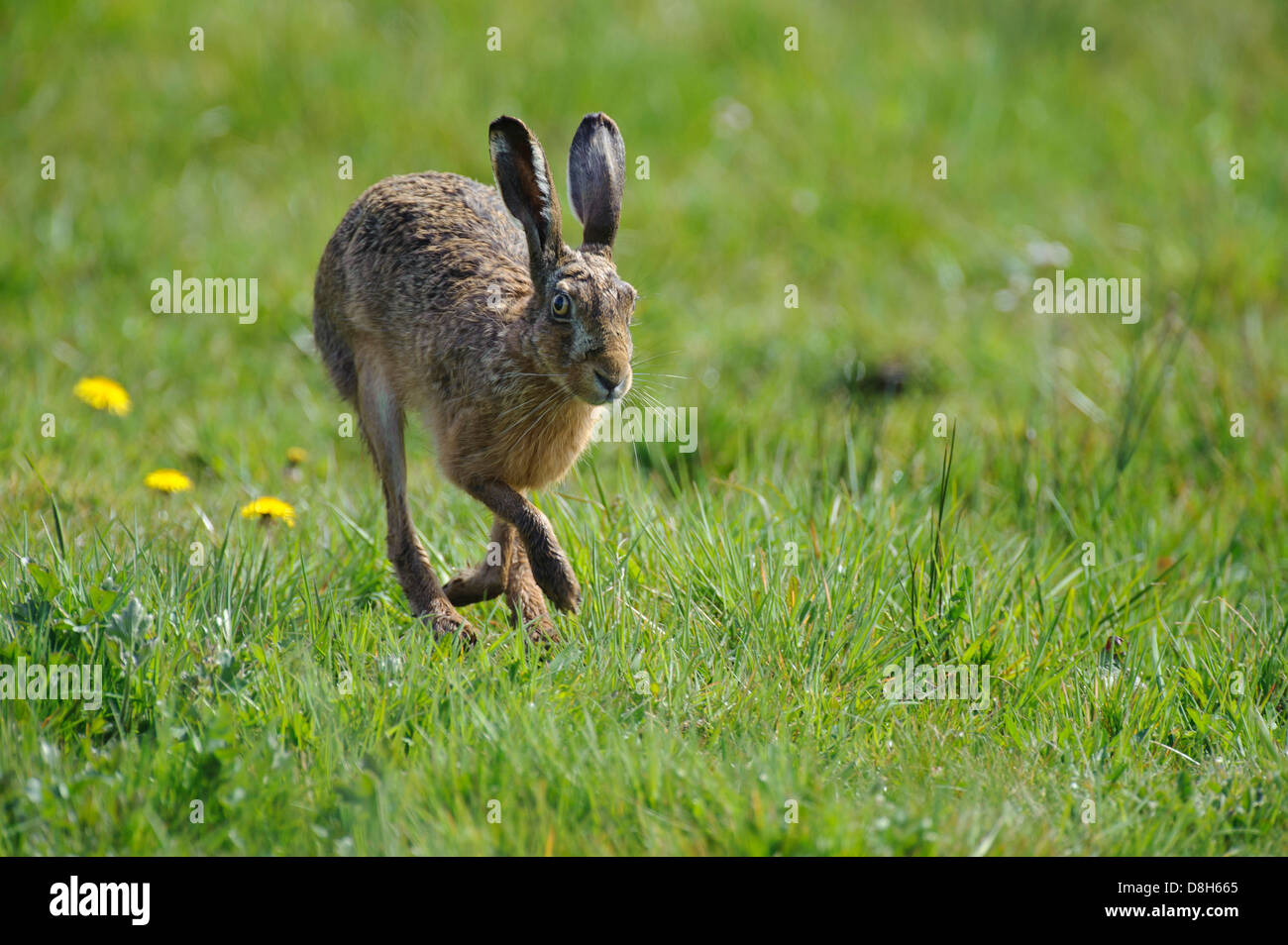Feldhase Lepus Europaeus, Niedersachsen, Deutschland Stockfoto