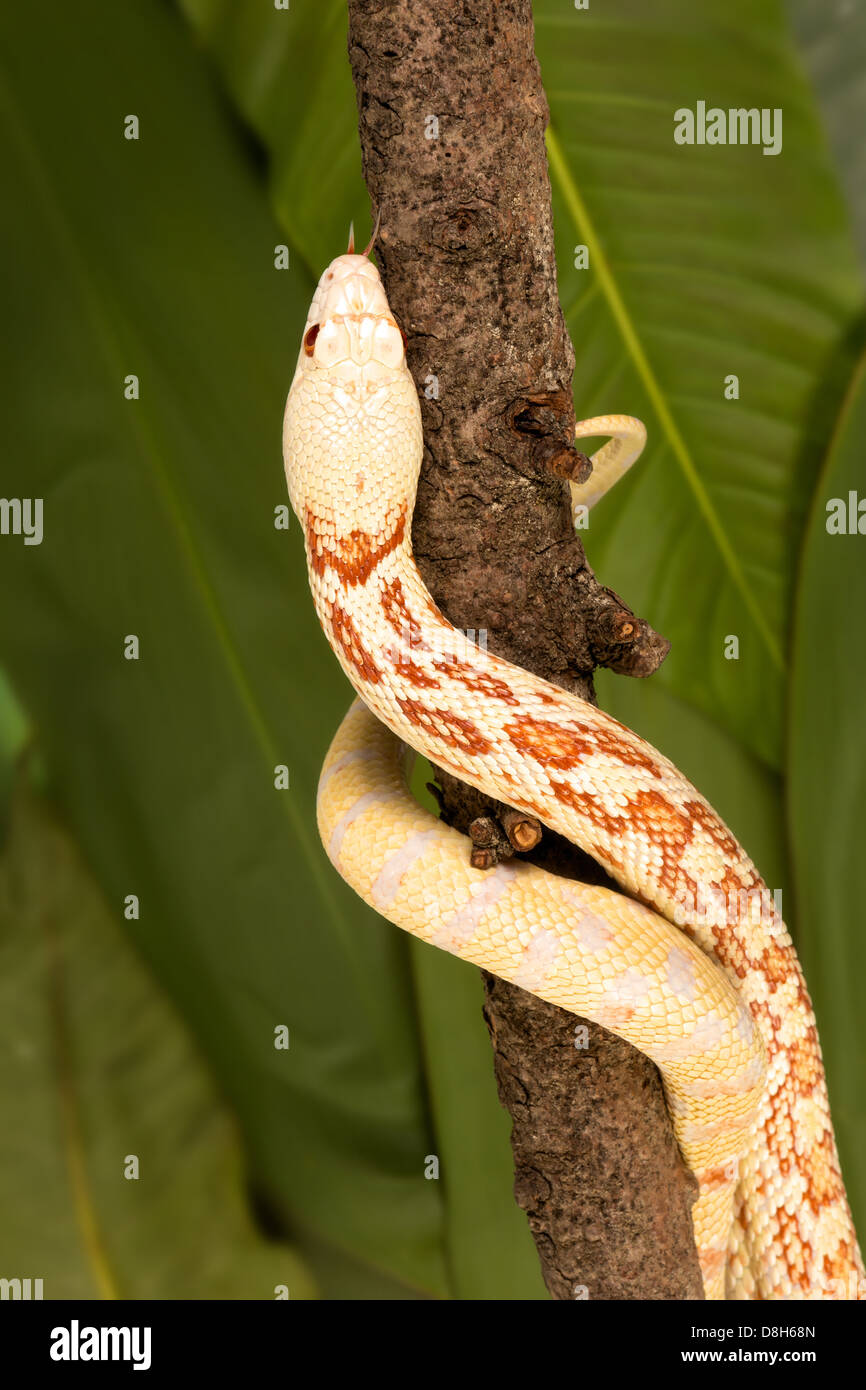 Schöne weibliche Bullsnake hinauf auf einem Ast Stockfoto