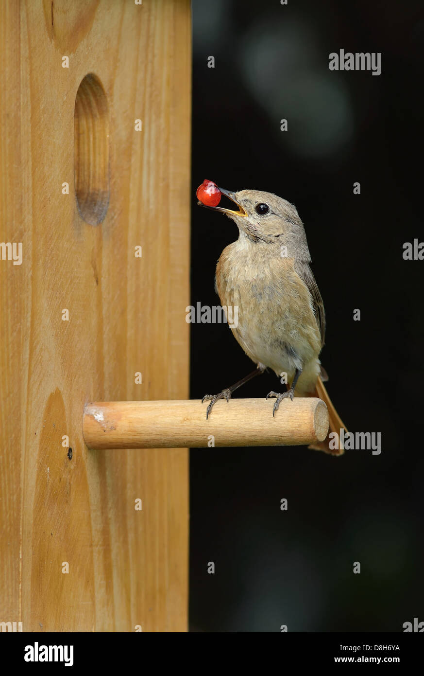 Gartenrotschwanz am nest Stockfoto