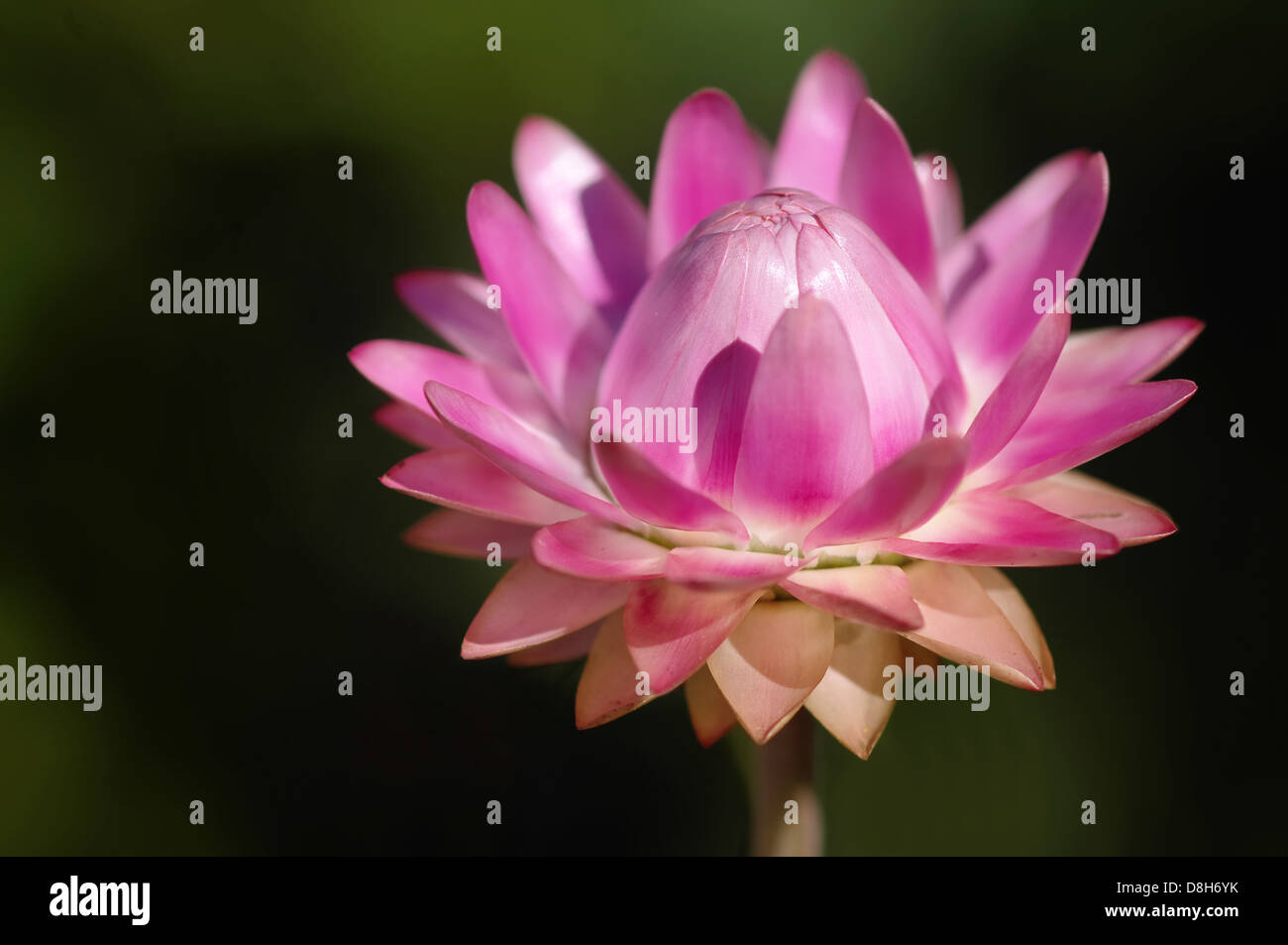 Helichrysum Stockfoto