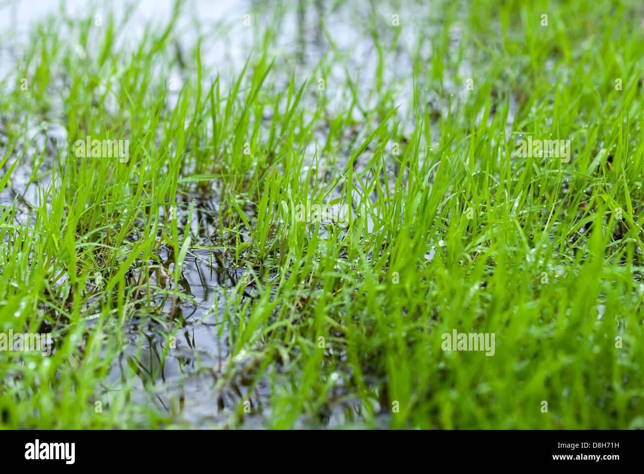 Wasser-Wiese mit hellen frischen grünem Rasen und Tau Stockfoto
