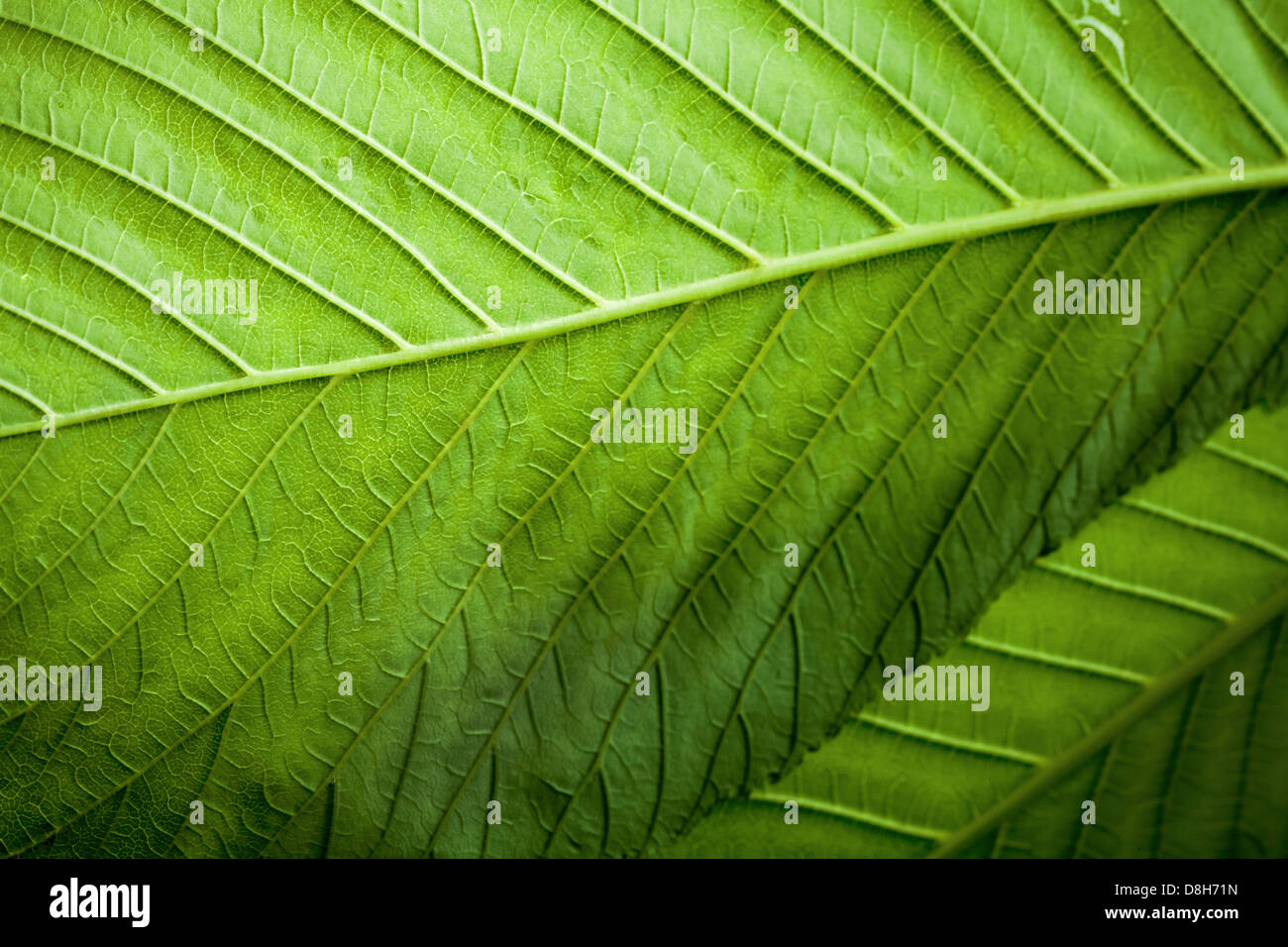 Natur abstrakter Hintergrund mit Makro-Fragment von frischem Grün Blätter Stockfoto
