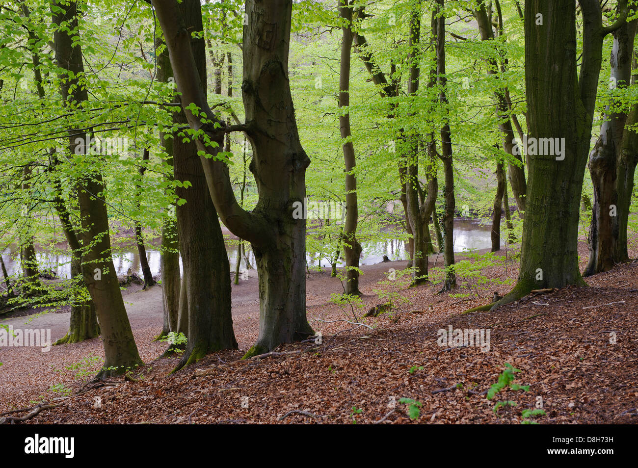 Buchenwald im Frühjahr am Fluss Hunte, Niedersachsen, Deutschland, Fagus sylvatica Stockfoto