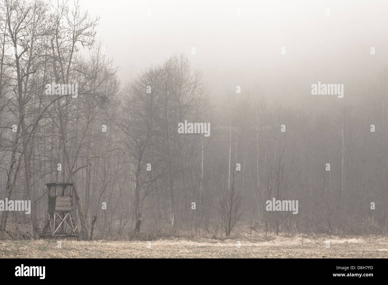 Barsch am Rande des Waldes im Nebel Stockfoto