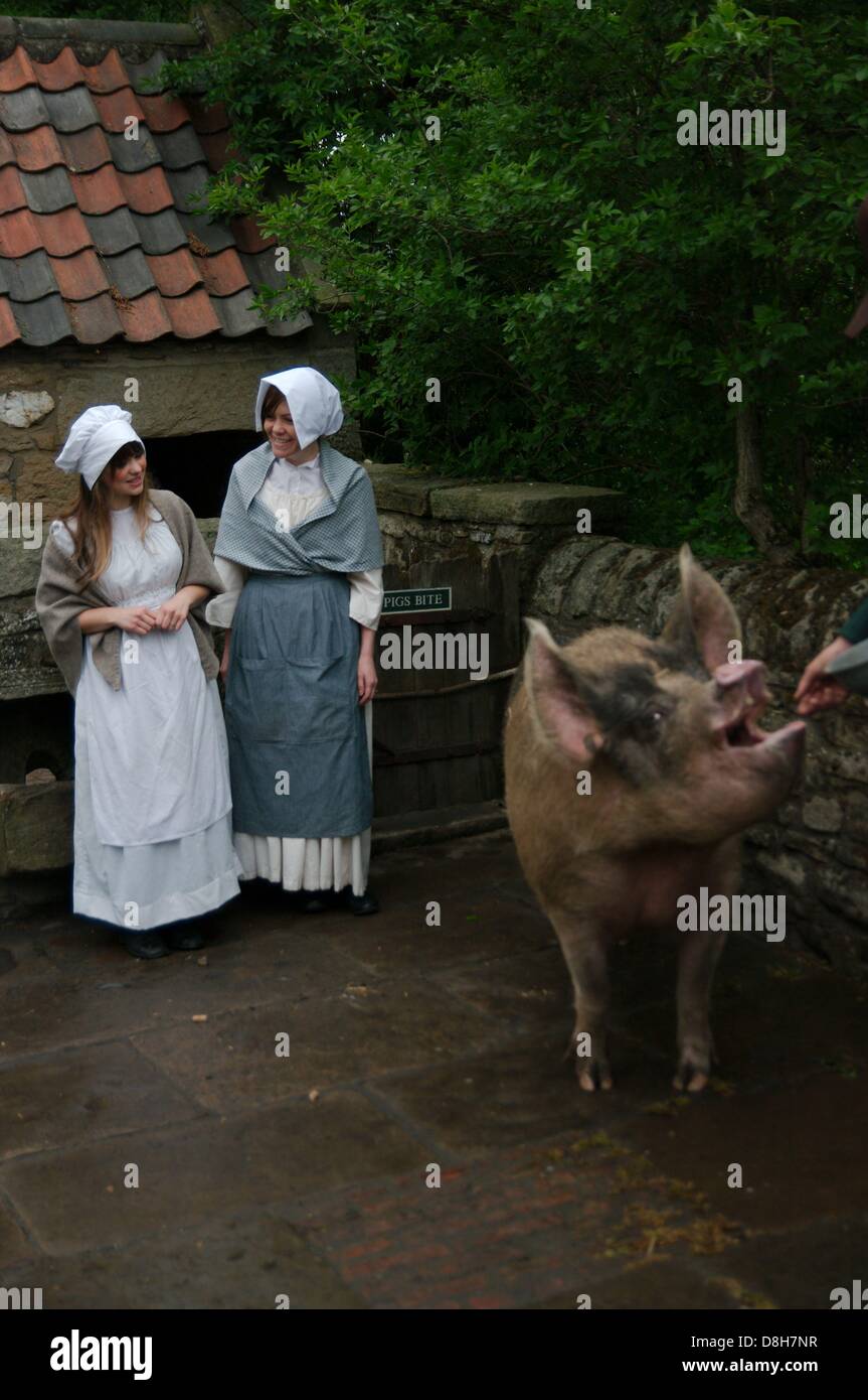 Eines der Ereignisse an der georgischen fair Beamish Museum im Jahr 2013 wurde das Gewicht der Miss Winky, ein Saddleback Schwein zu erraten. Georgische Volksmusik schätzen das Gewicht vor dem wiegen. Stockfoto