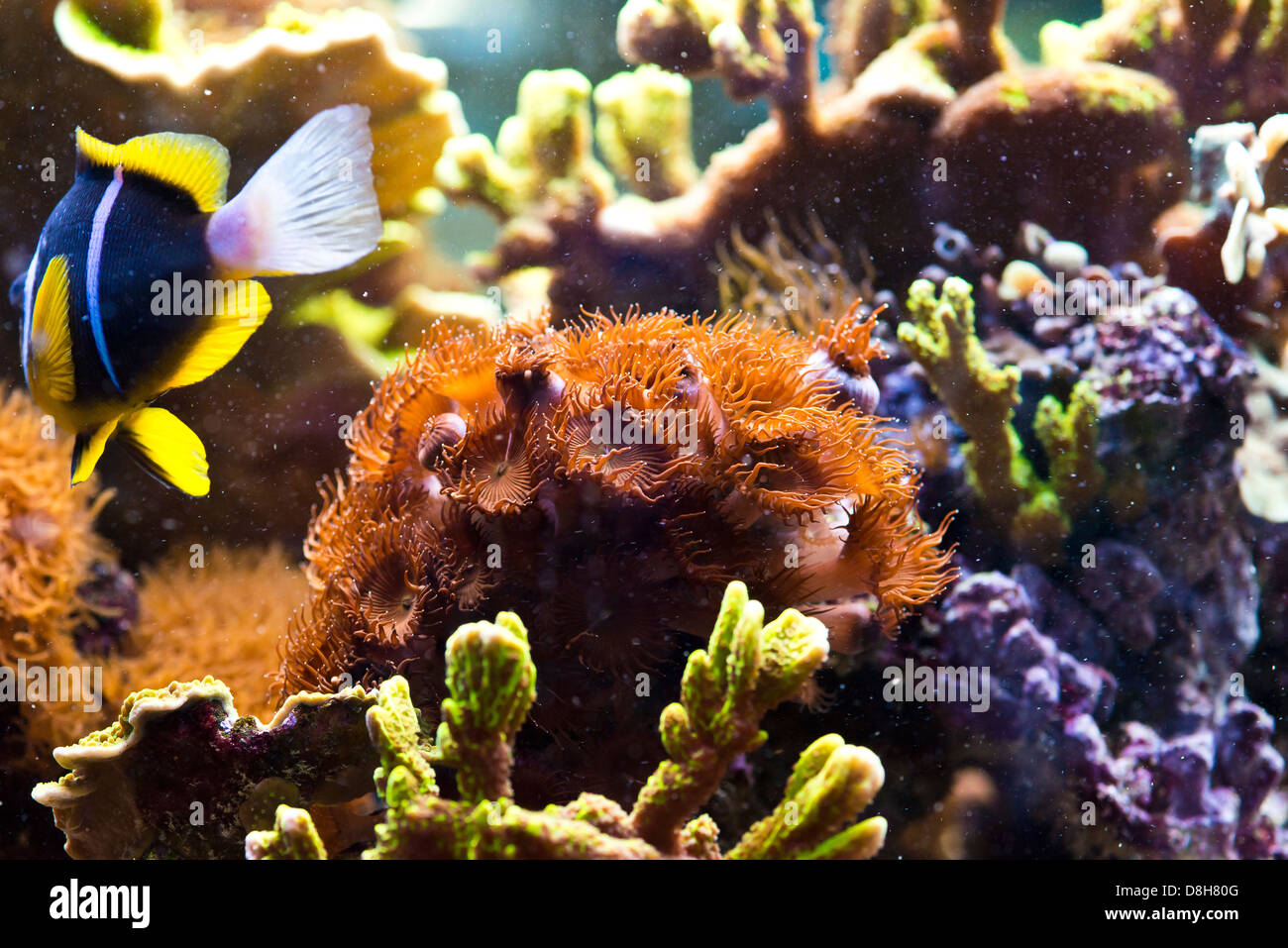 Zoanthus Spp - bunte Korallenmeer Stockfoto