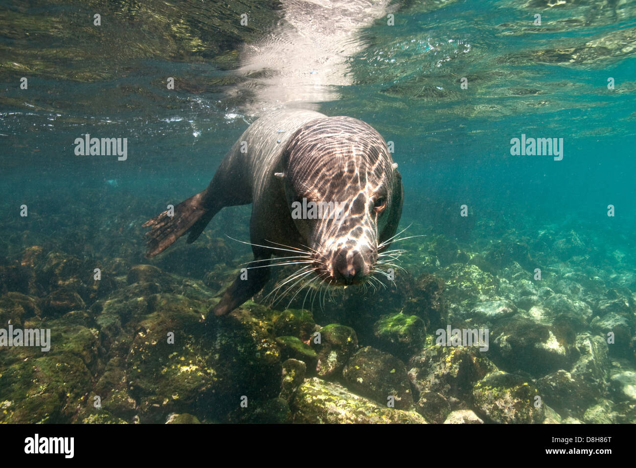 Galapagos-Seelöwe Stockfoto