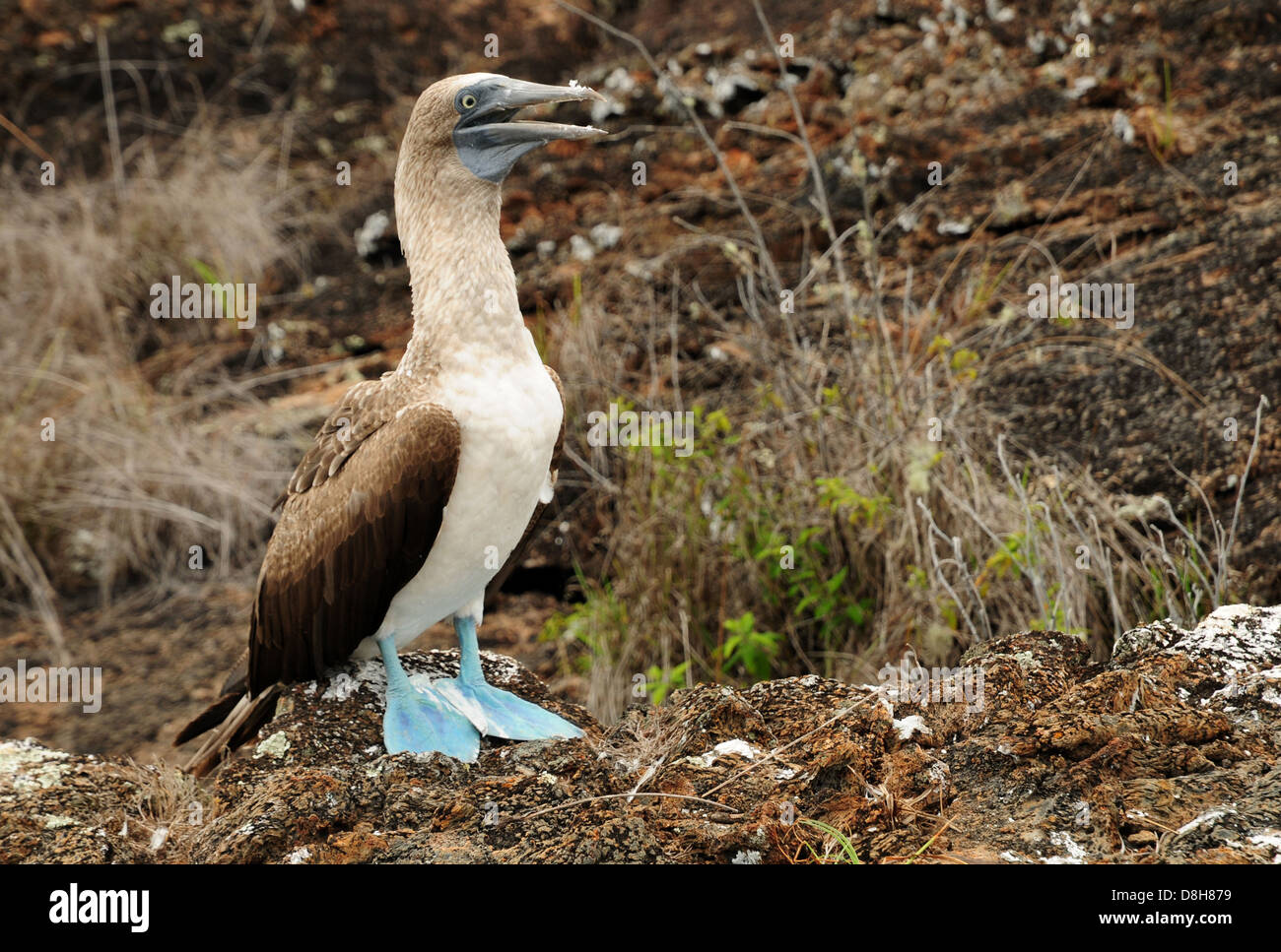 Blue footed boobies Stockfoto