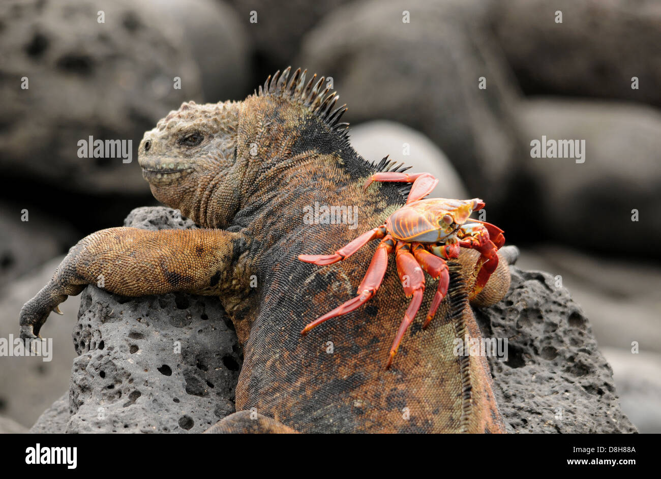 Galapagos-Meer-Eidechse mit keine unsicheren Krabbe Stockfoto