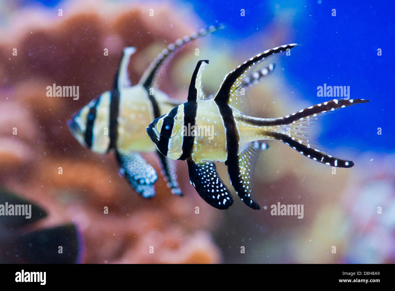Pterapogon - bunte Seefisch - zebra Stockfoto
