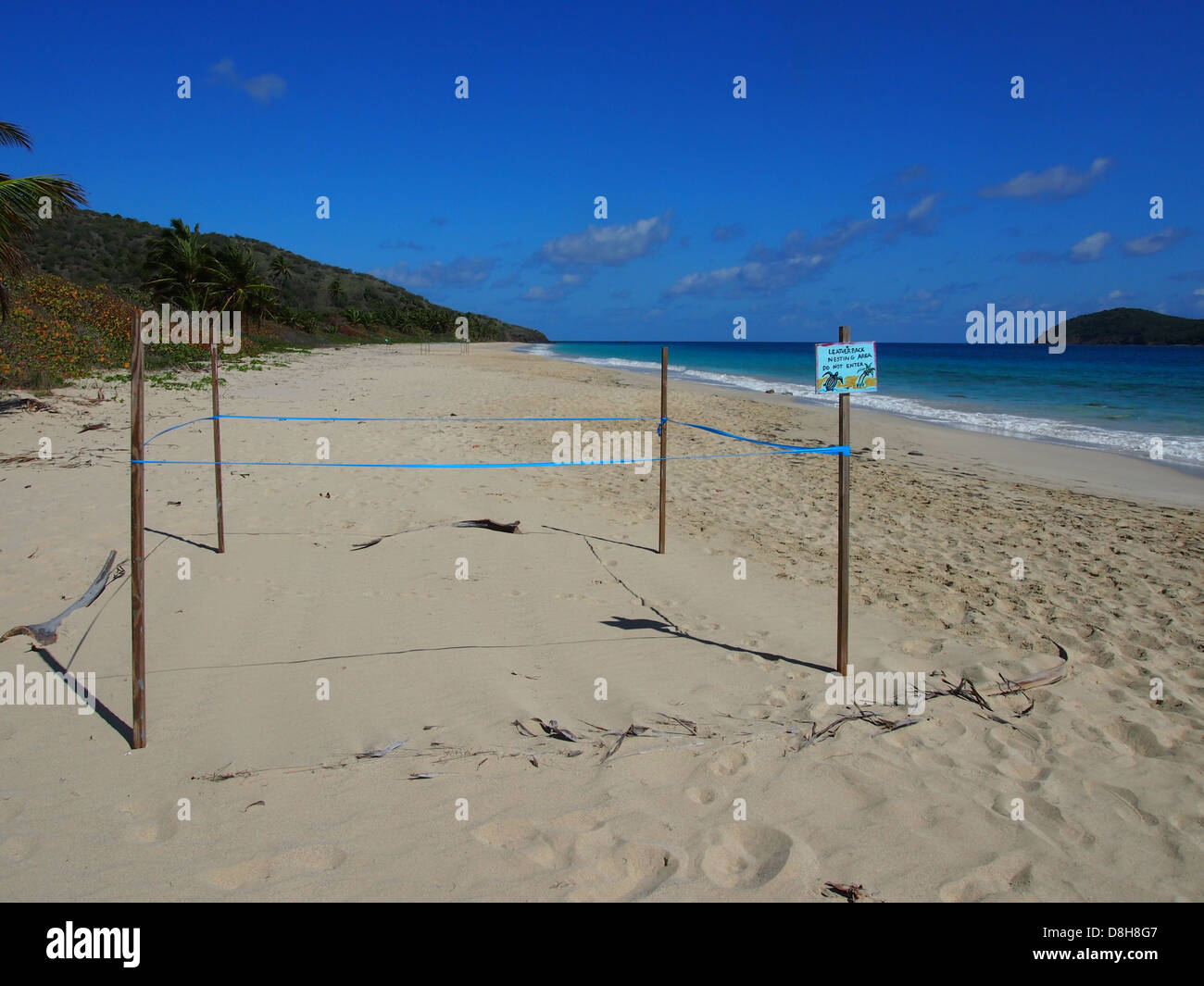 Leatherback Seeschildkröte Nistplatz Stockfoto