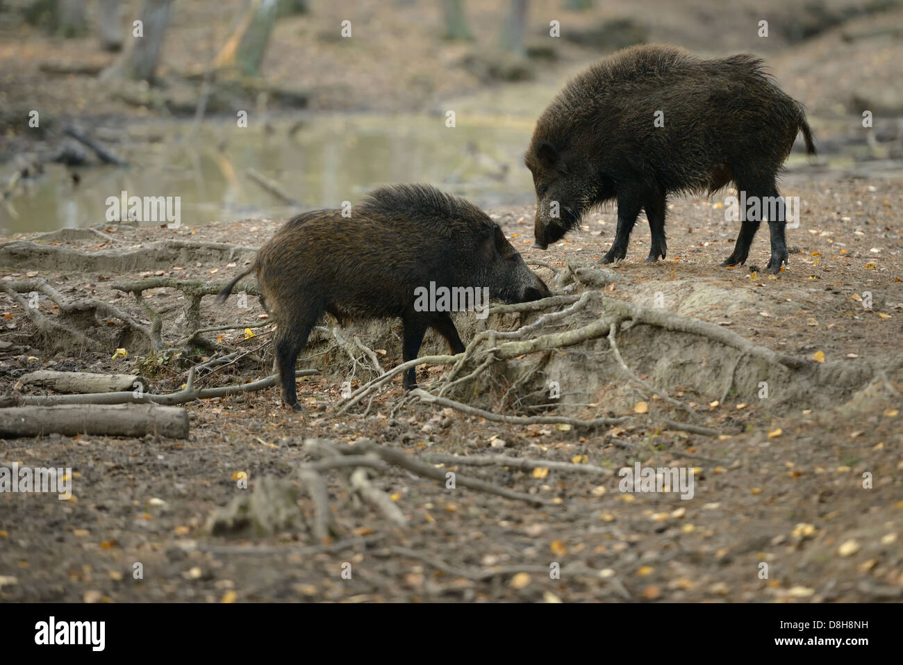 Wildschweine im Wald Stockfoto