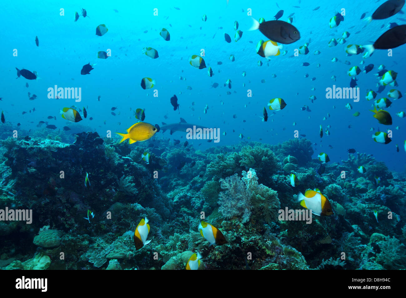 Tauchen Sie ein in Apo Reef Stockfoto