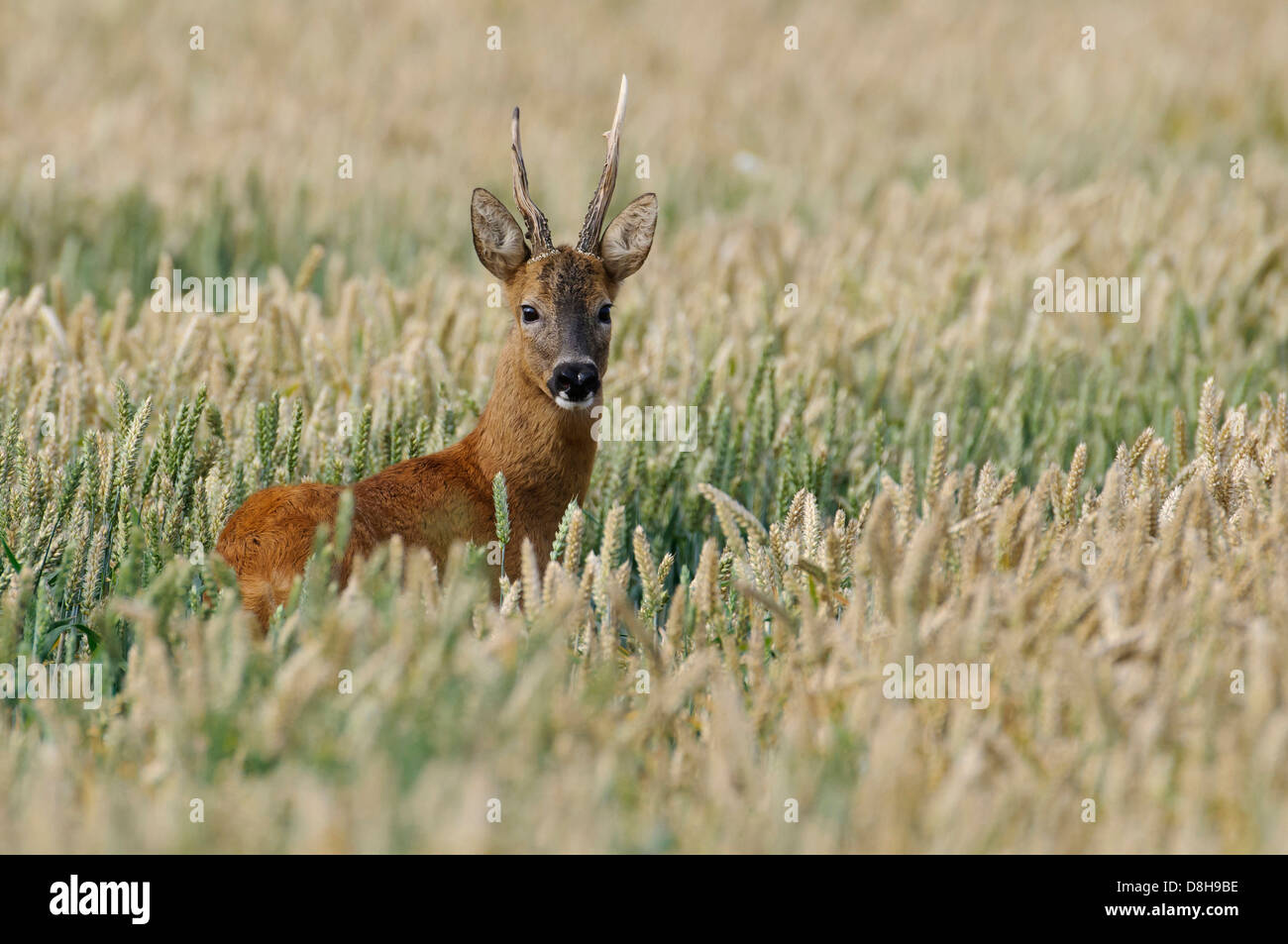 Rehbock im Feld, Capreolus capreolus Stockfoto