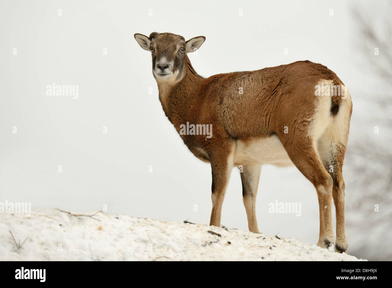 europäischer Mufflon Stockfoto