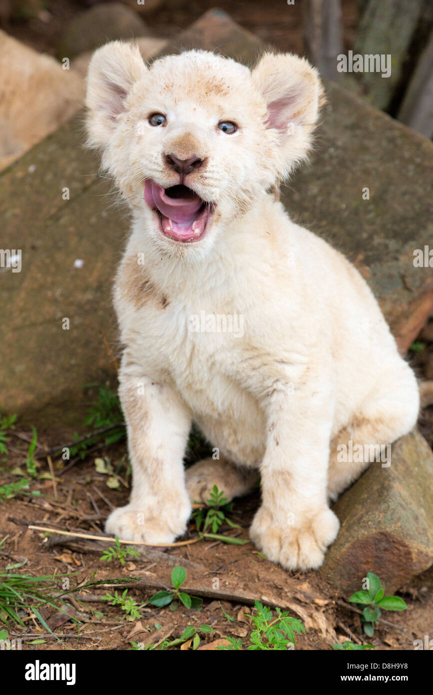 White Lion Cub Gähnen an der Kamera Stockfoto
