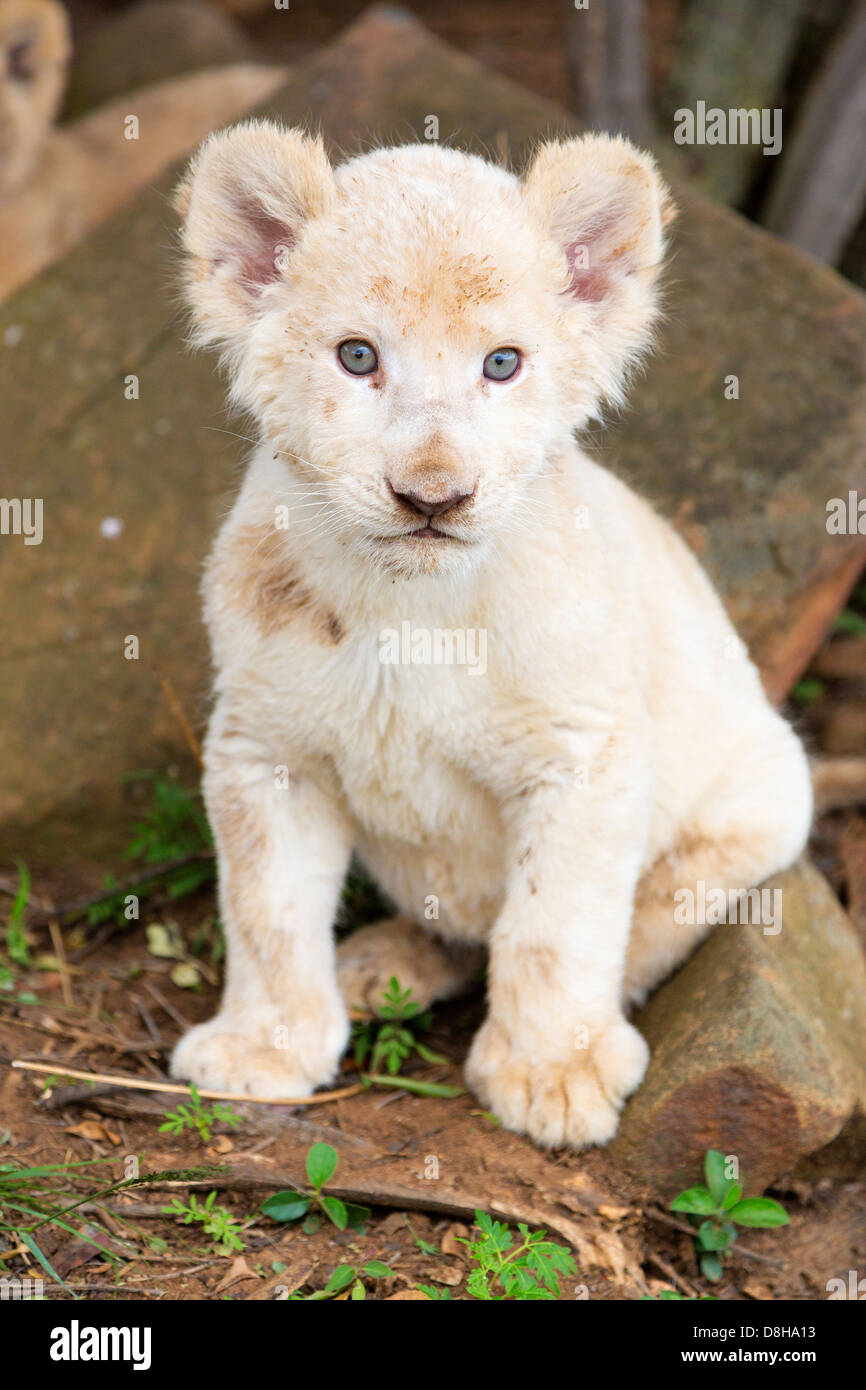 White Lion Cub in die Kamera schaut Stockfoto