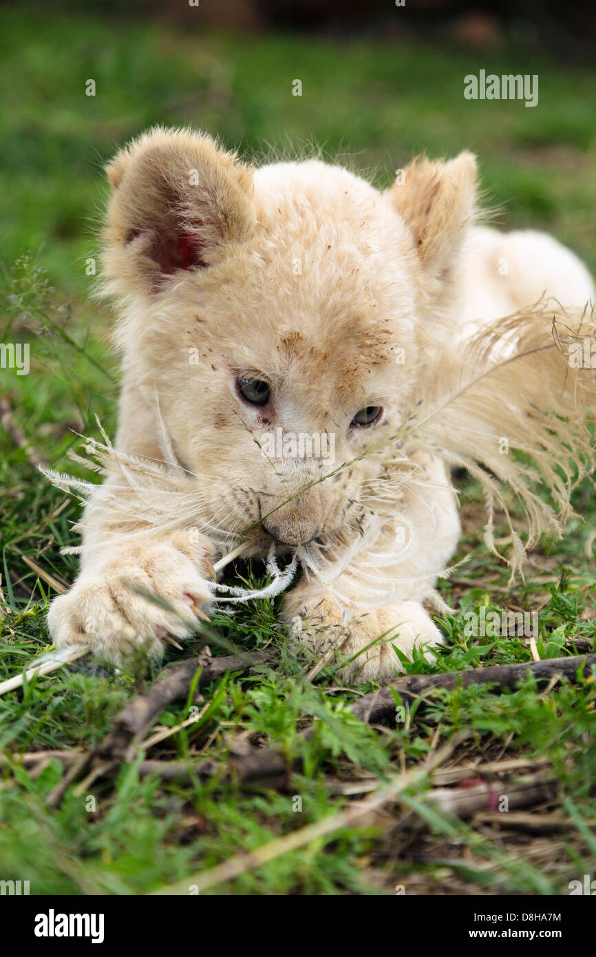 White Lion Cub spielen mit einer Feder Stockfoto