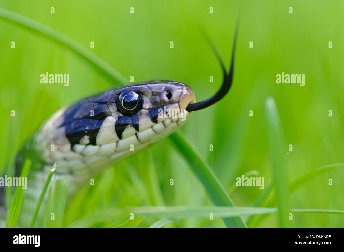 Grass Snake, Natrix Natrix, Goldenstedter Moor, Niedersachsen, Deutschland Stockfoto