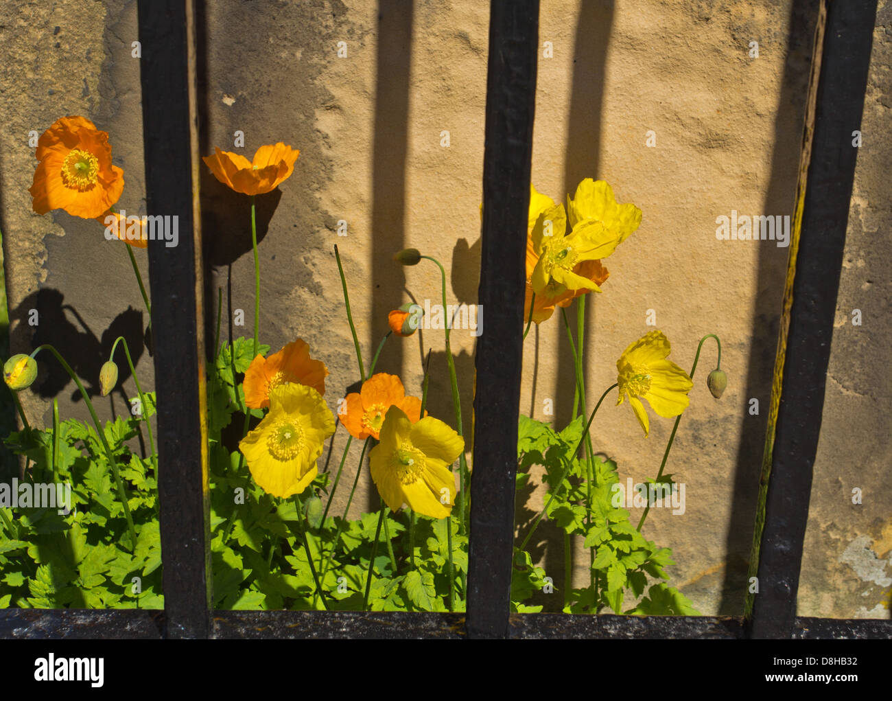 Meconopsis cambrica WALISER MOHN [] WACHSENDEN HINTER METAL BARS Elgin Cathedral Stockfoto