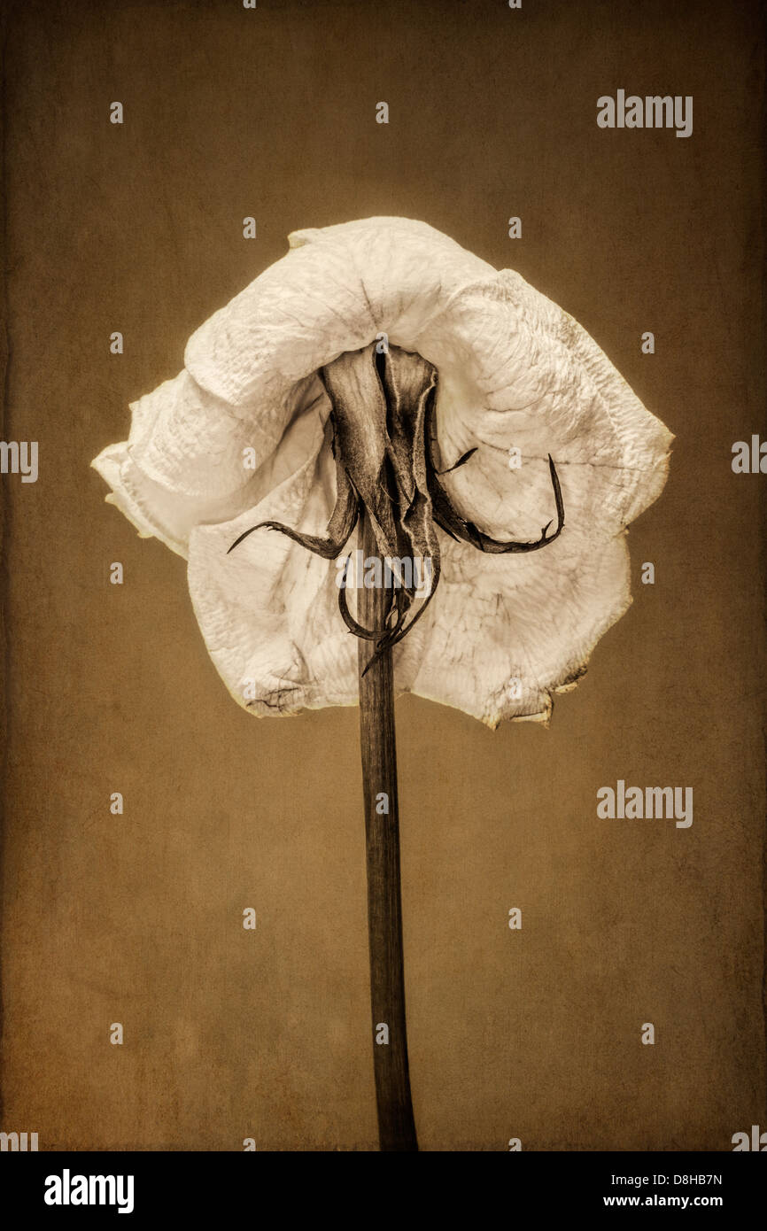 Rückansicht des eine sterbende weiße rose mit Textur-overlay Stockfoto