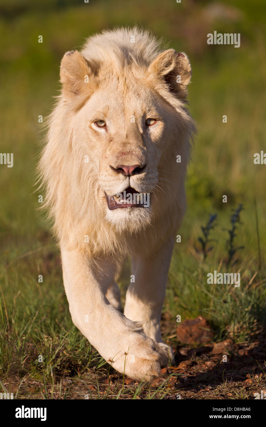 Männliche weiße Löwe zu Fuß in Richtung der Kameras. Südafrika Stockfoto