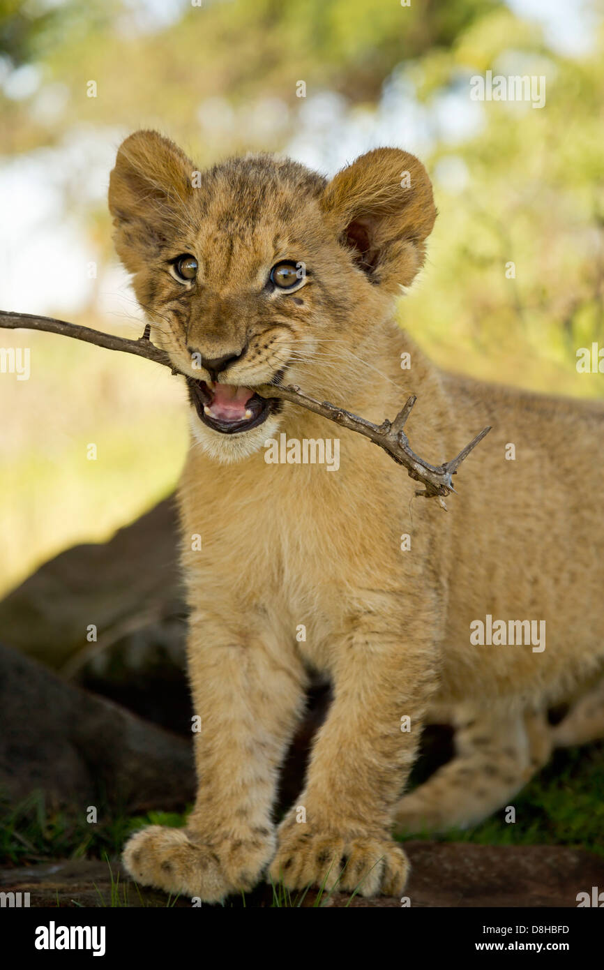 Löwenjunges spielen mit einem Stock. Stockfoto