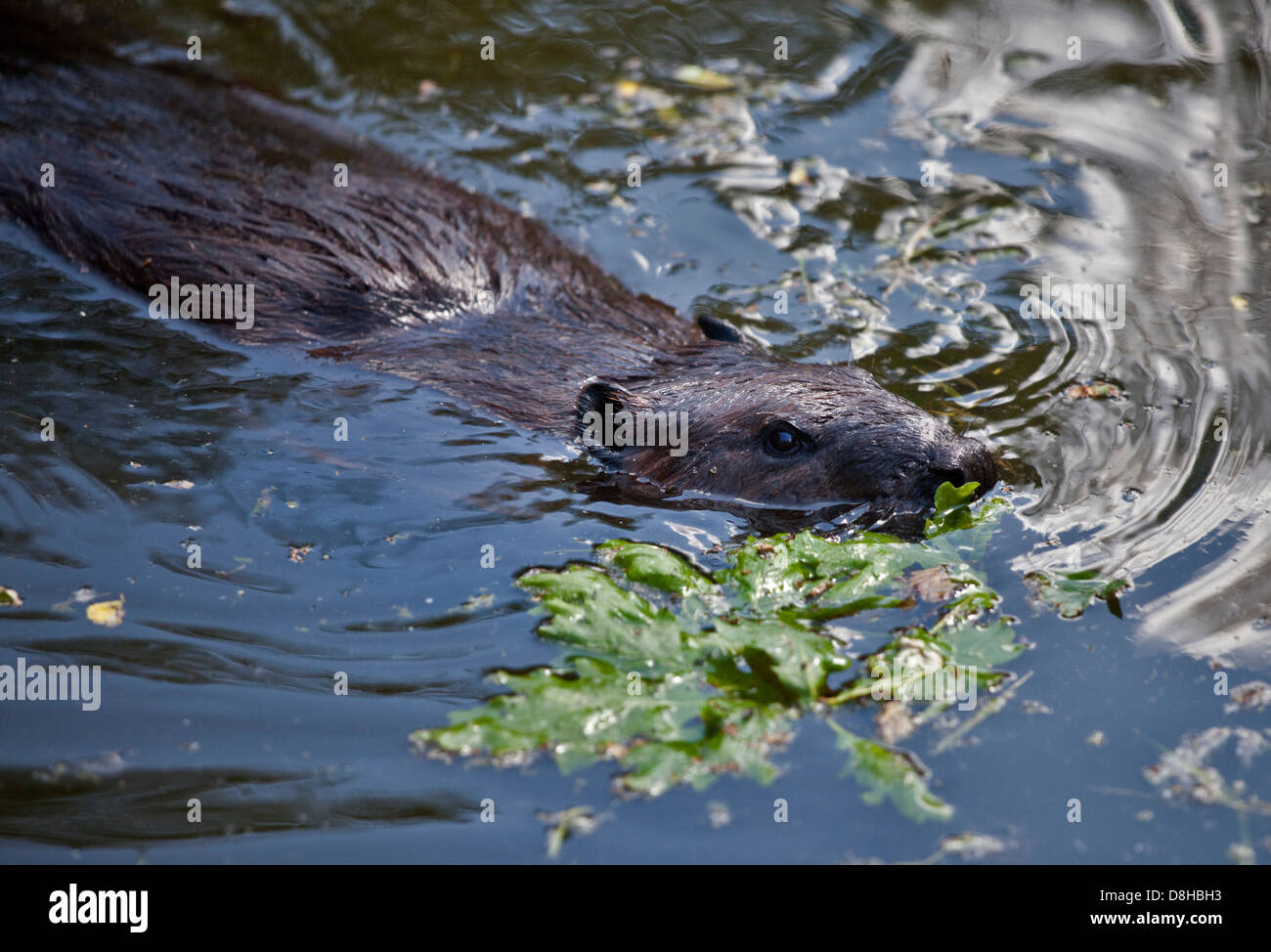 uropäischen Biber (Castor Fiber) schwimmen Stockfoto