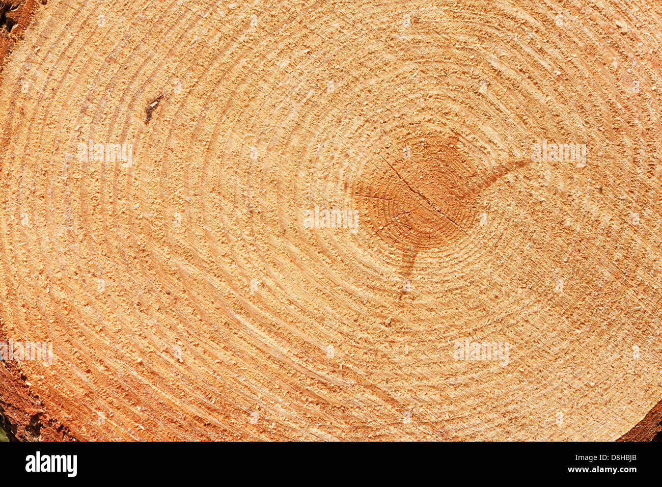 Jahresringe auf schneiden frisch Tanne Baum gut als Hintergrund für die Holzindustrie Stockfoto