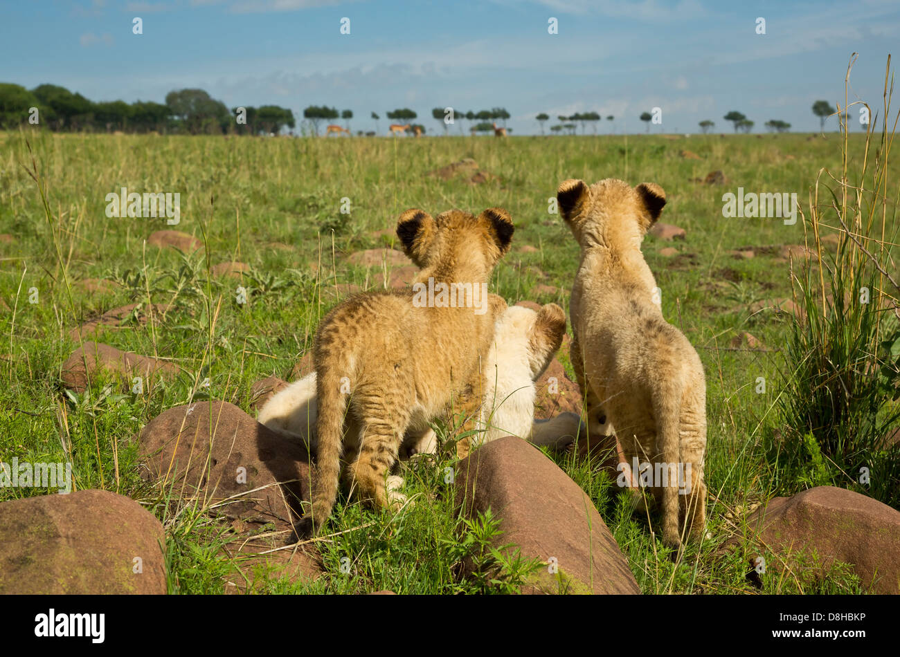 Weiß und Tawny Lion Cubs Böcke zu beobachten. Stockfoto