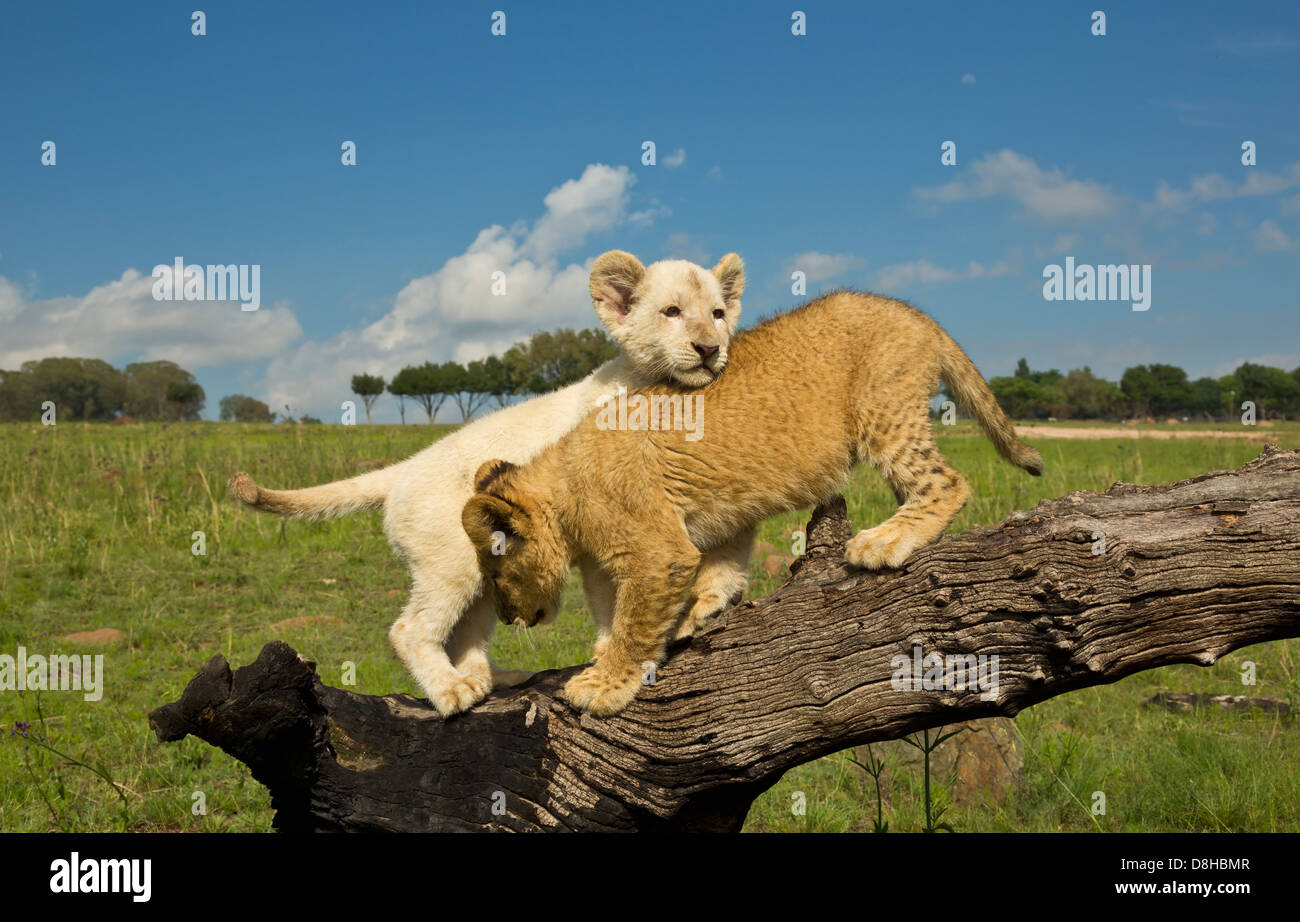 Weiß und Tawny Lion Cubs spielen auf einem Baumstamm Stockfoto