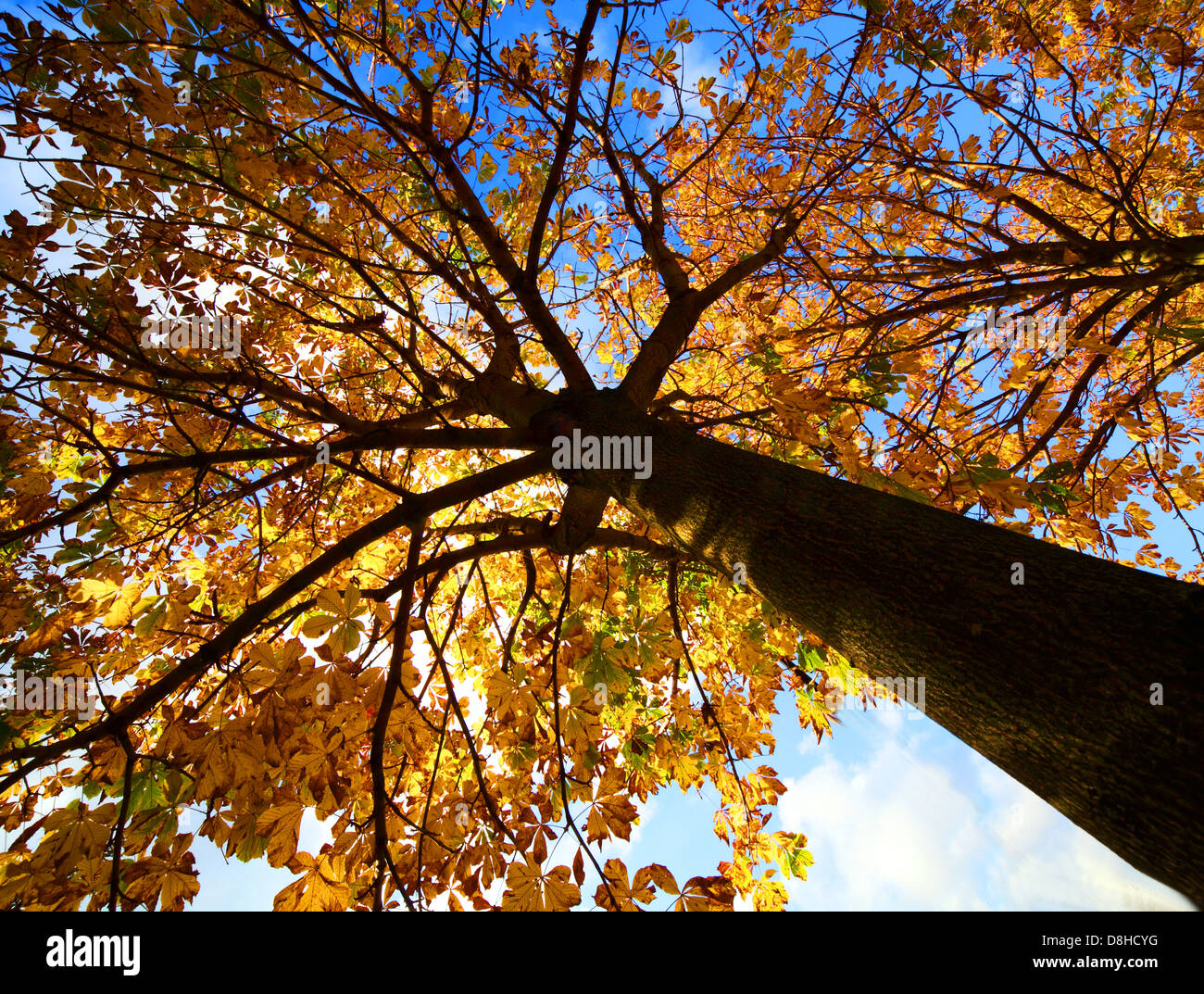 Nach oben auf einen Baum in goldene Blätter im Herbst Stockfoto