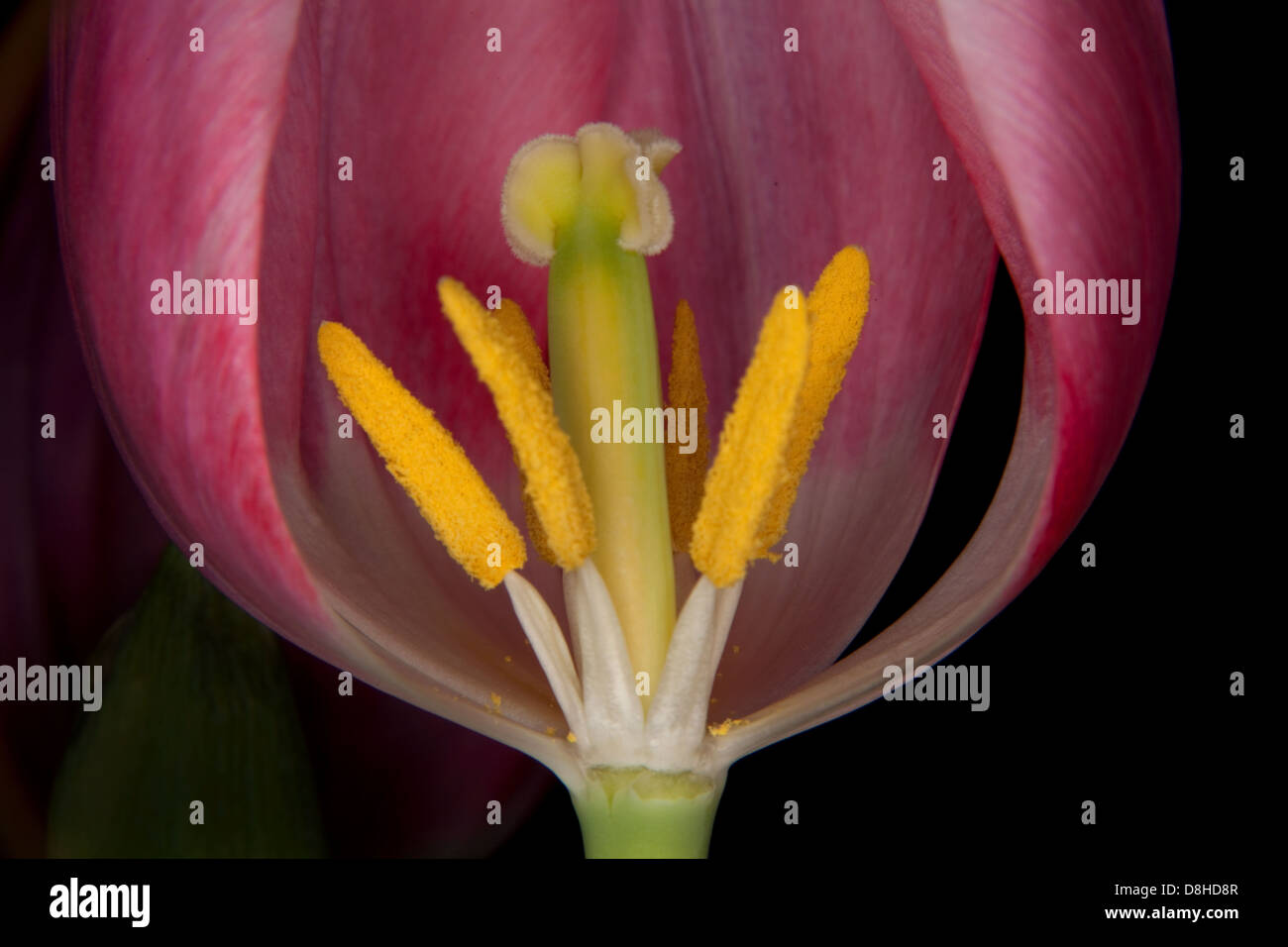 Makro-Detail von rosa Tulpe Antheren und Stigma Stockfoto