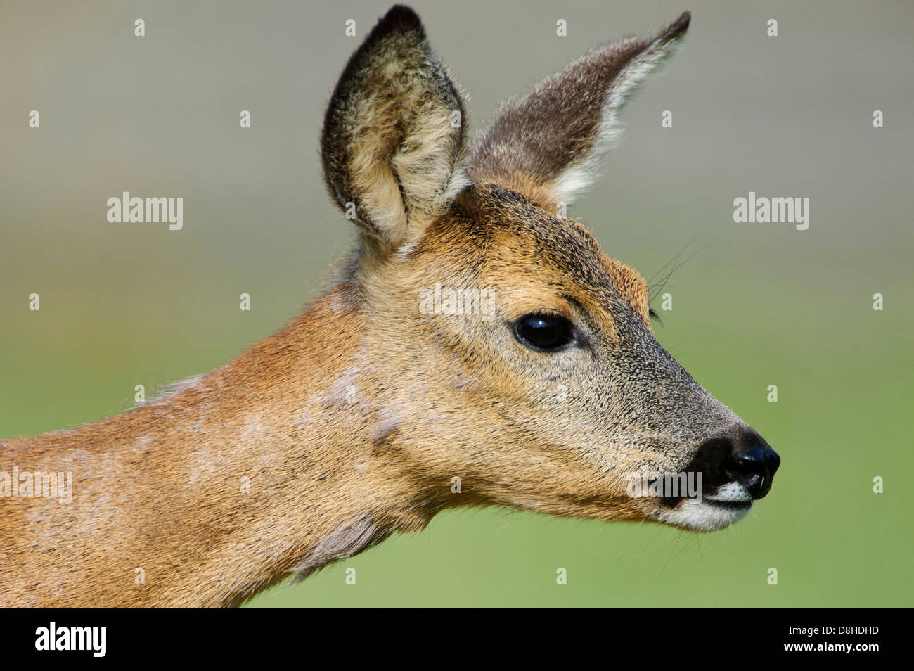 Doe, Rehe, Capreolus Capreolus, Vechta, Niedersachsen, Deutschland Stockfoto