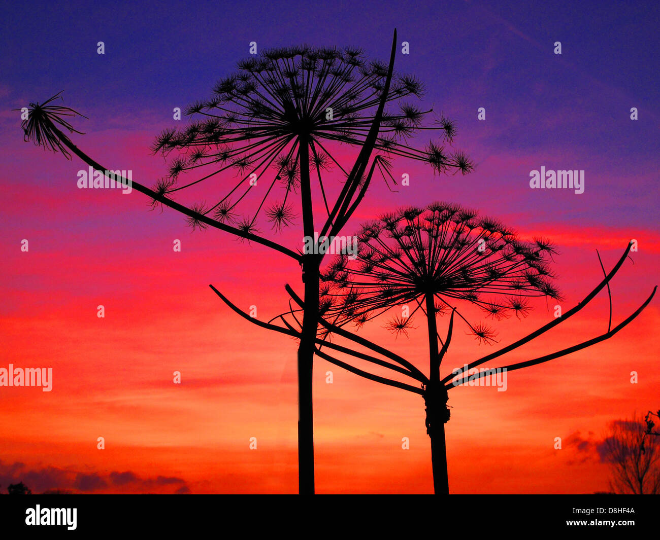 Riesen-Petersilie/Riesen-Hogweed/Heracleum mantegazzianum in einer Sonnenuntergangssilhouette, Rushgreen, Lymm, Cheshire, England, WA13 9PN Stockfoto