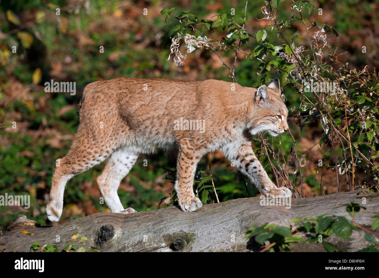 Eurasischer Luchs (Lynx Lynx) zu Fuß über den Stamm des Baumes im Wald Stockfoto