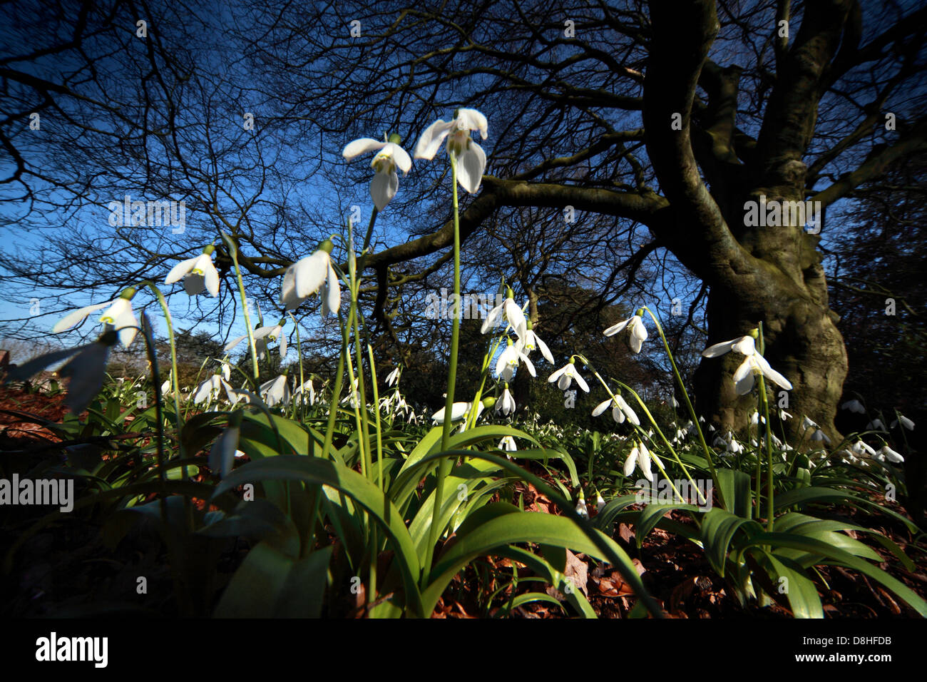 Wilden weißen Schneeglöckchen, Galanthus-Makro in Woodland Grappenhall Heys, Grappenhall, Warrington, Cheshire, WA4 3HB Stockfoto