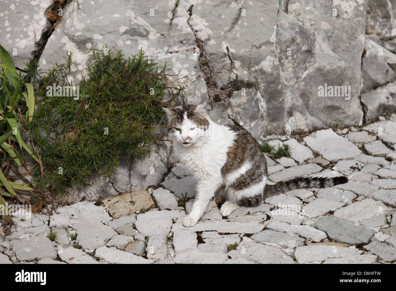 Die Katze von Castelmonte Heiligtum, Friaul, Italien Stockfoto