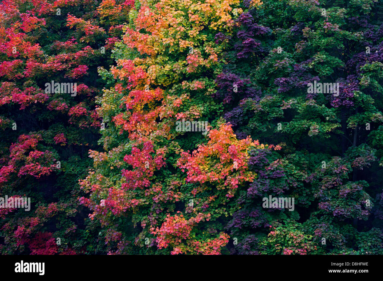 Norwegen-Ahorn (Acer Platanoides), Laub in bunten Herbstfarben Stockfoto