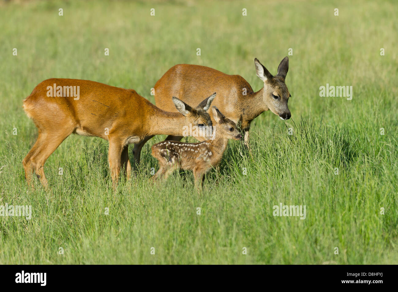 Fawn und zwei tut, Rehe, Capreolus Capreolus, Vechta, Niedersachsen, Deutschland Stockfoto