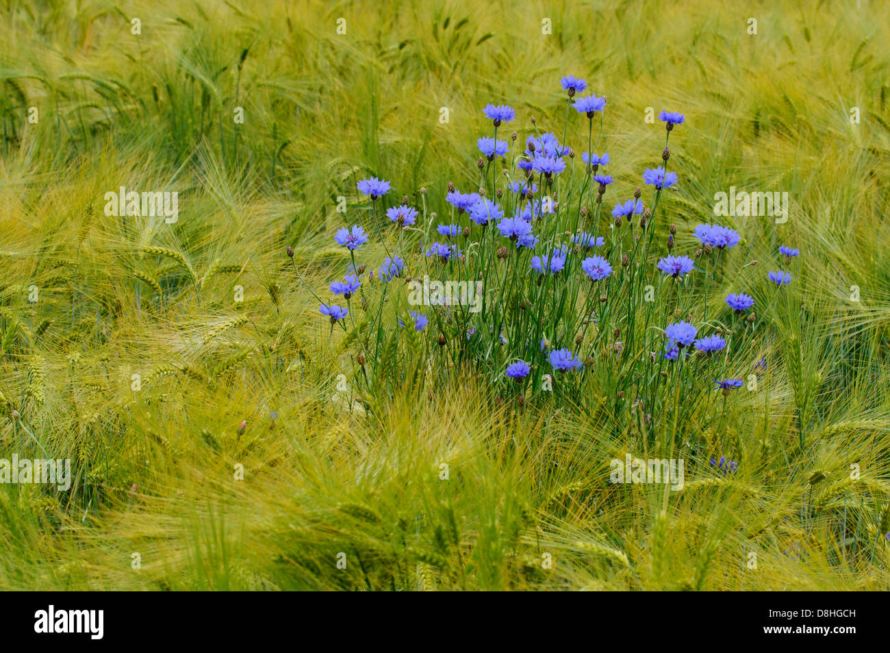 Kornblumen, Centaurea Cyanus, Vechta, Niedersachsen, Deutschland Stockfoto