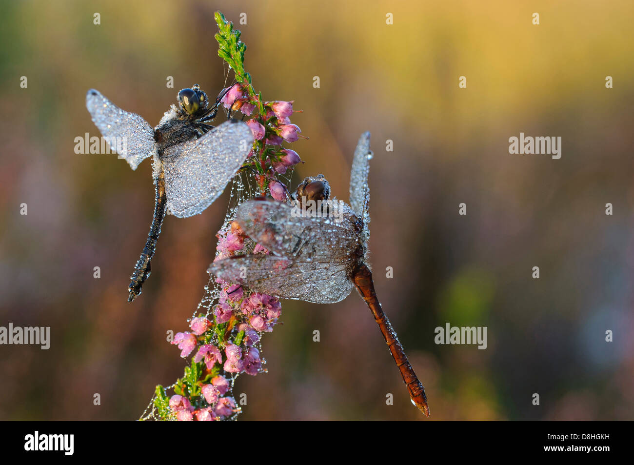 zwei schwarze Darter, Sympetrum Danae, Goldenstedt, Niedersachsen, Deutschland Stockfoto