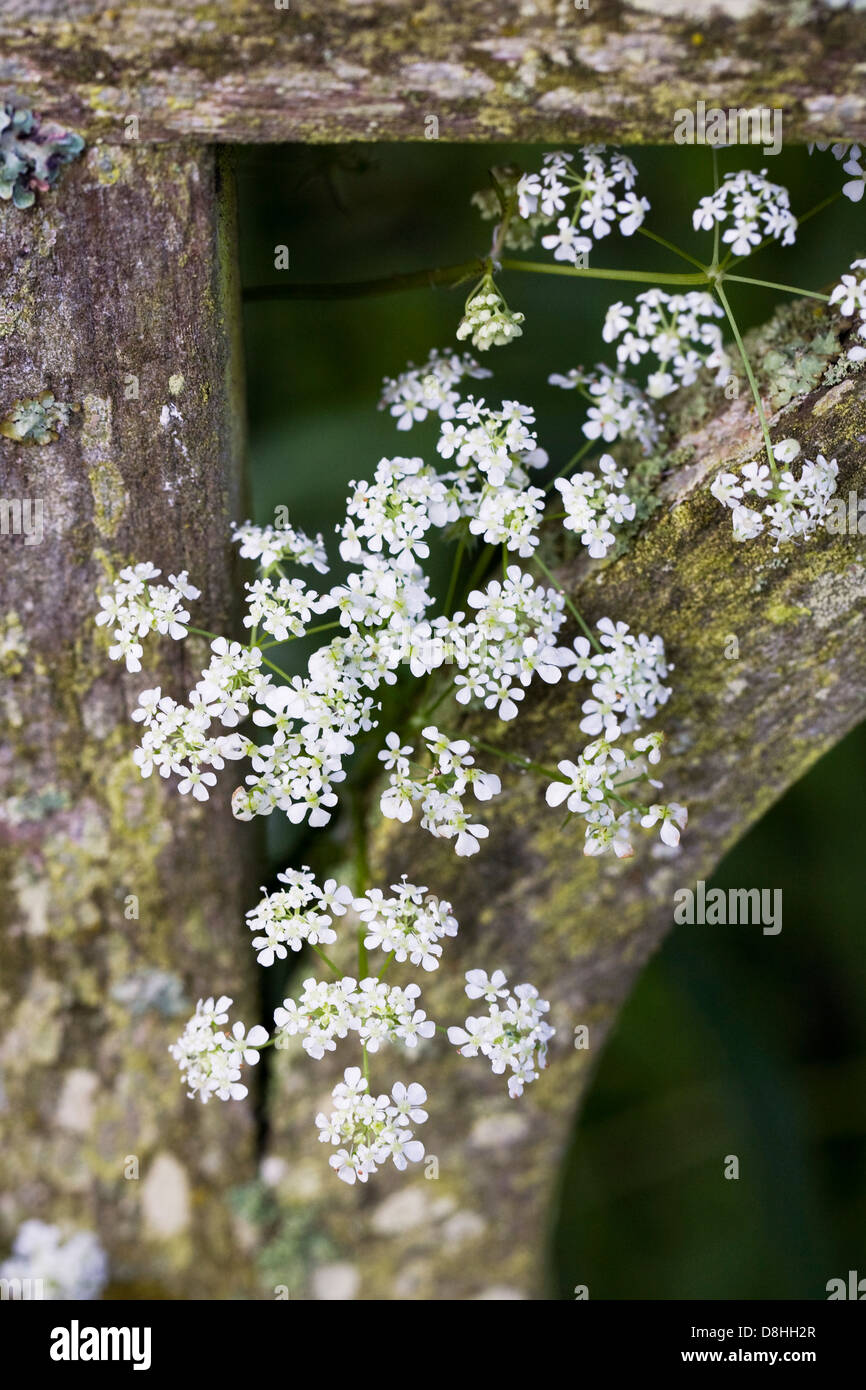 Anthriscus Sylvestris. Kuh-Petersilie durch eine alte Holzbank stossen. Stockfoto