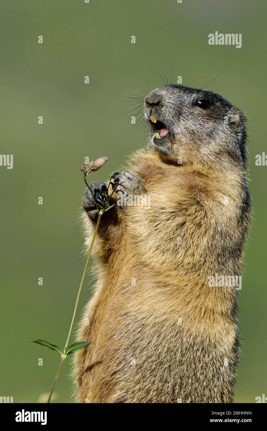 Alpine Murmeltier, Marmota Marmota, Nationalpark Hohe Tauern, Österreich Stockfoto