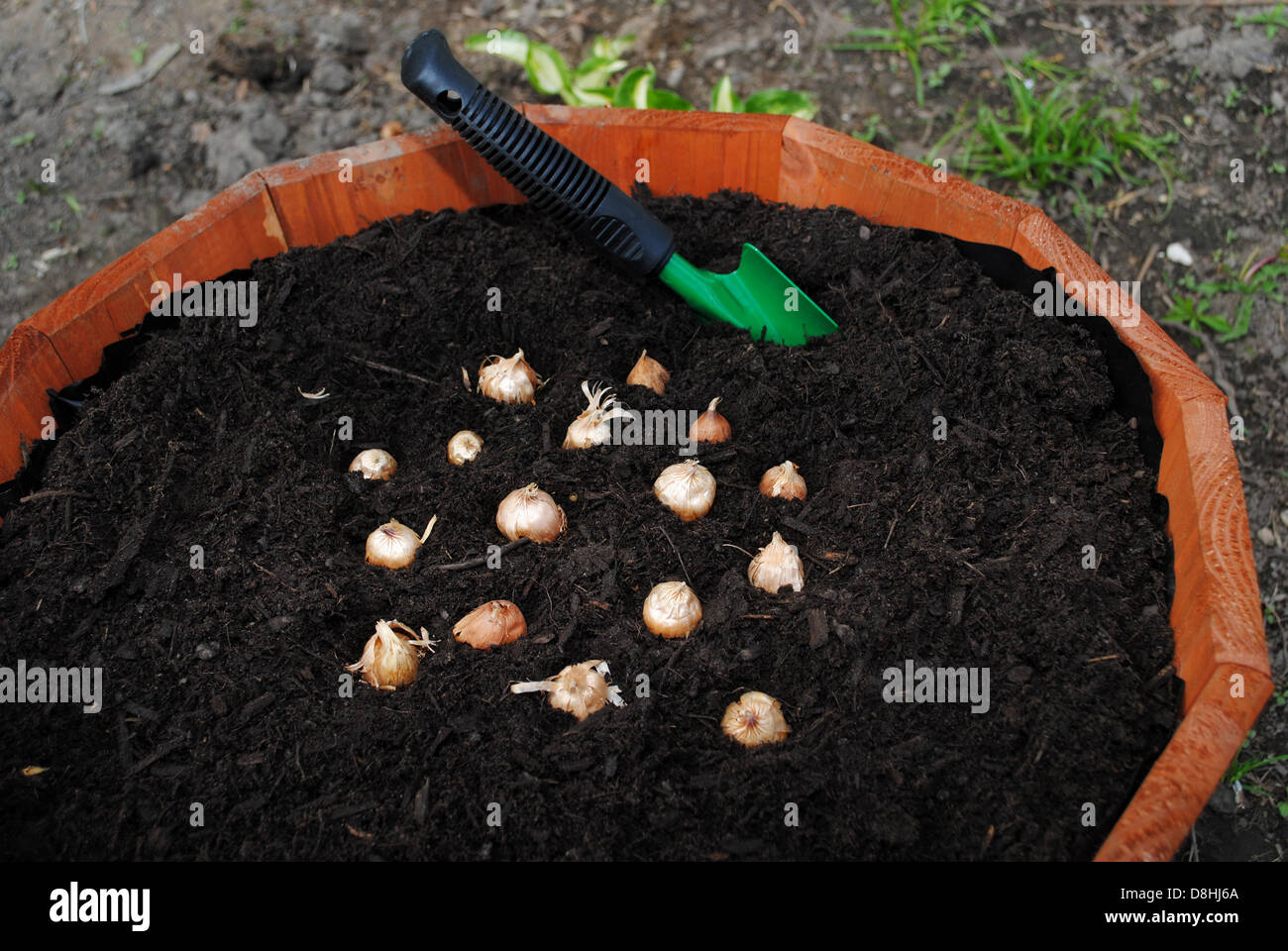 Frühlings-Blumenzwiebeln Pflanzen Stockfoto